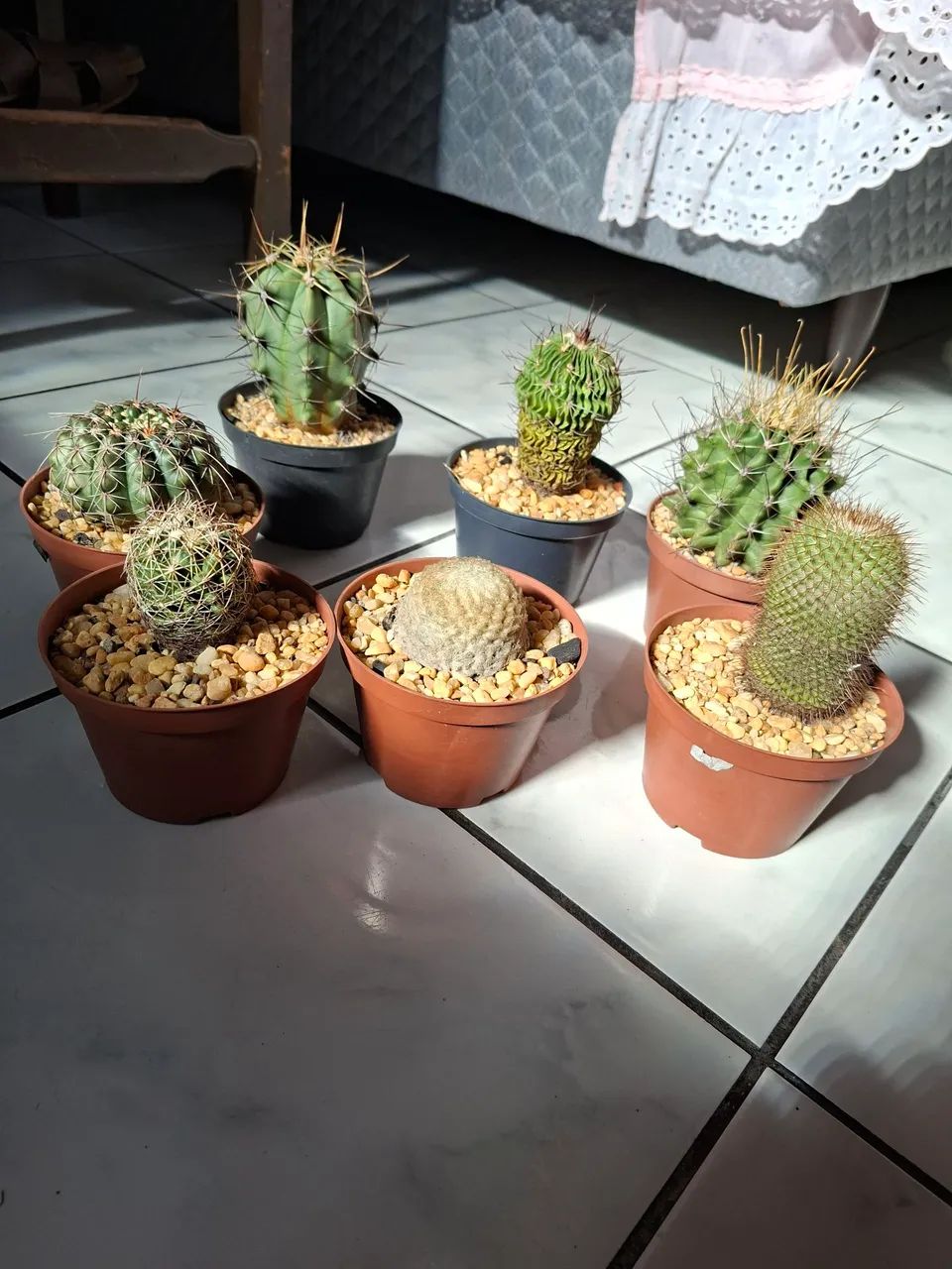 Cactos 30,00 cada