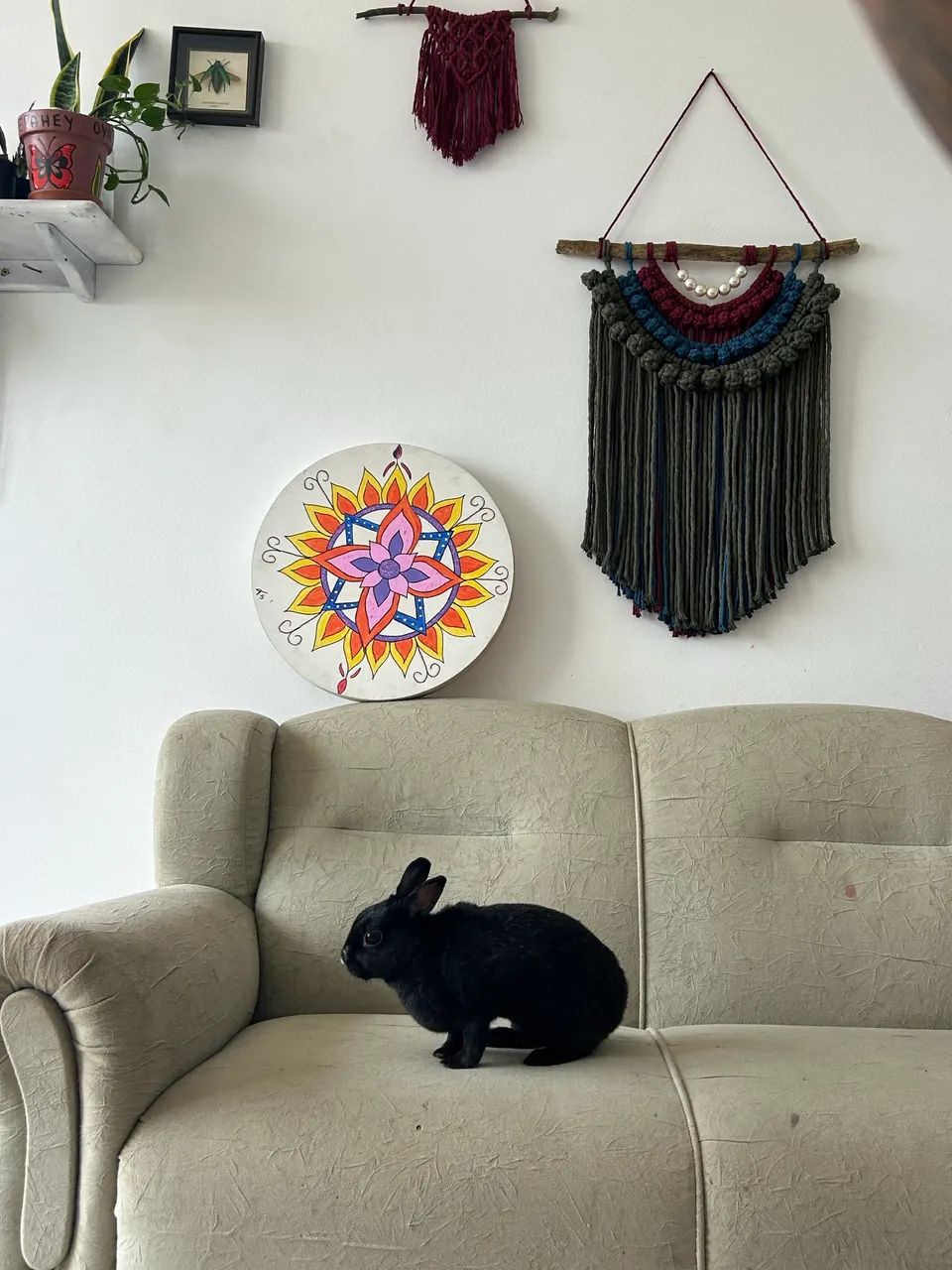 Doação de coelho  - Foto 3