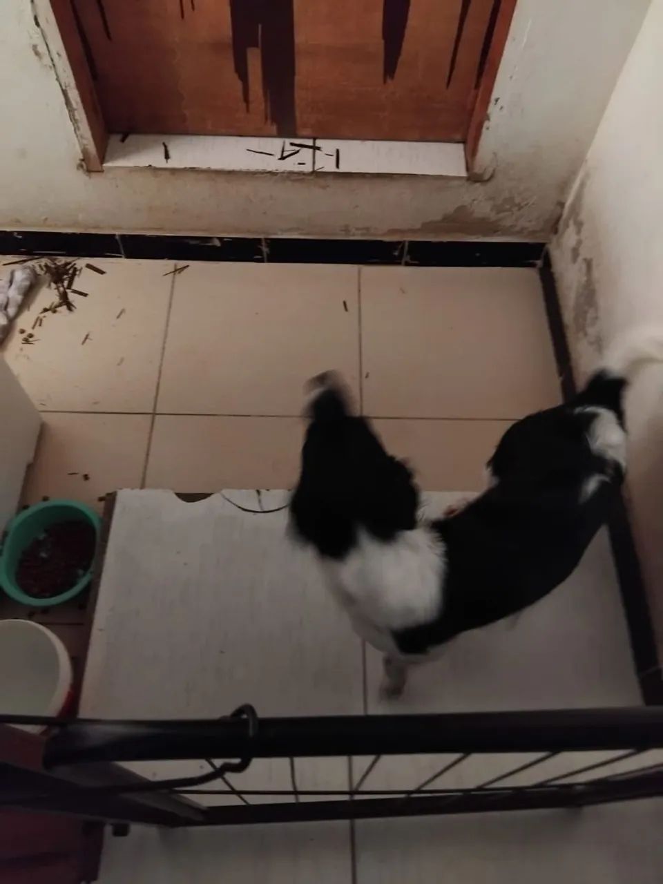 Doação de uma cachorrinha 