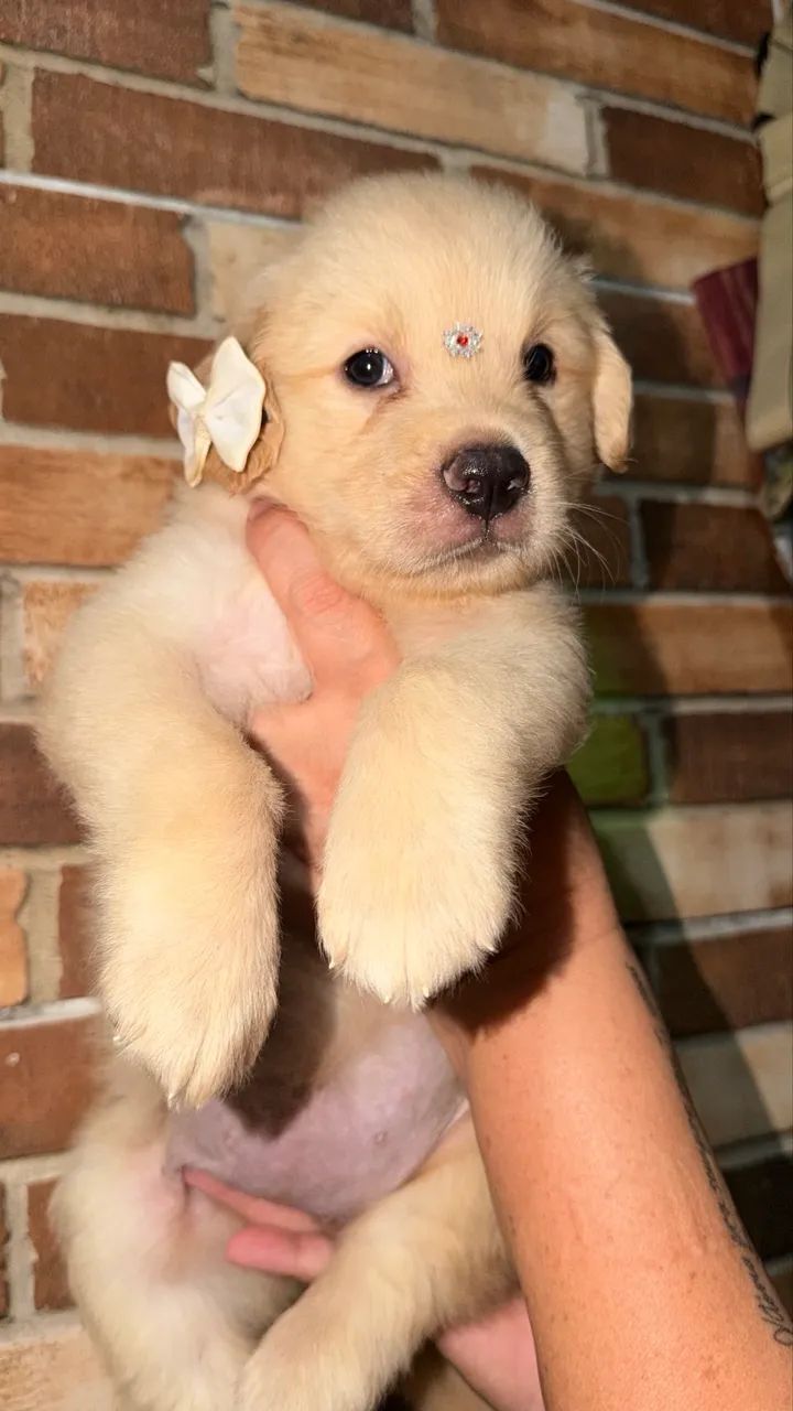 FILHOTE GOLDEN RETRIVER  - Foto 2