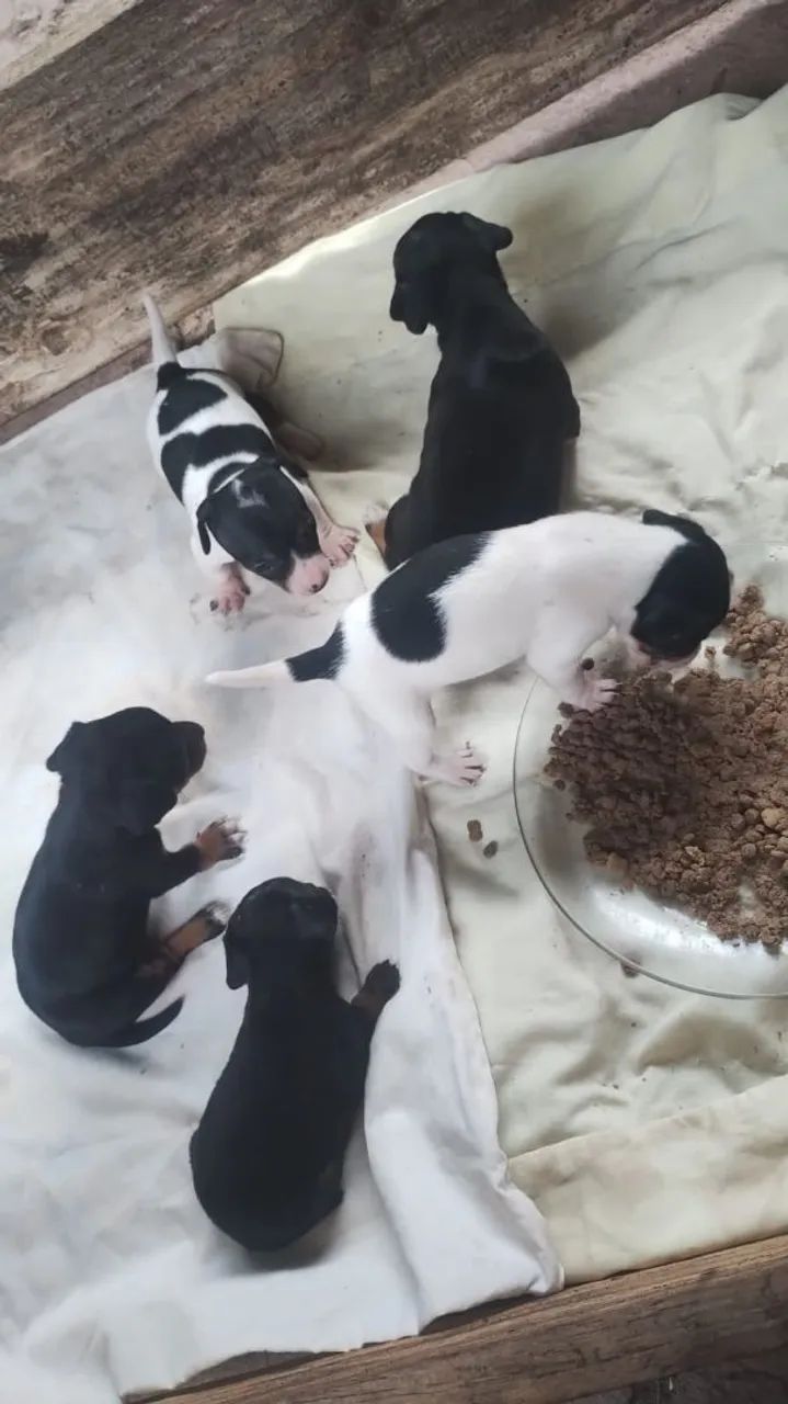 Pinscher  - Foto 2