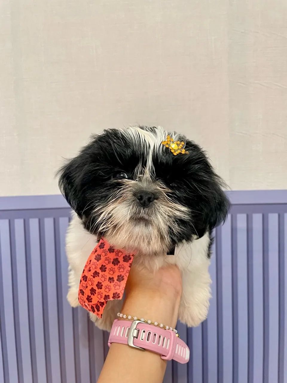 Shih-Tzu Macho Preto e Branco
