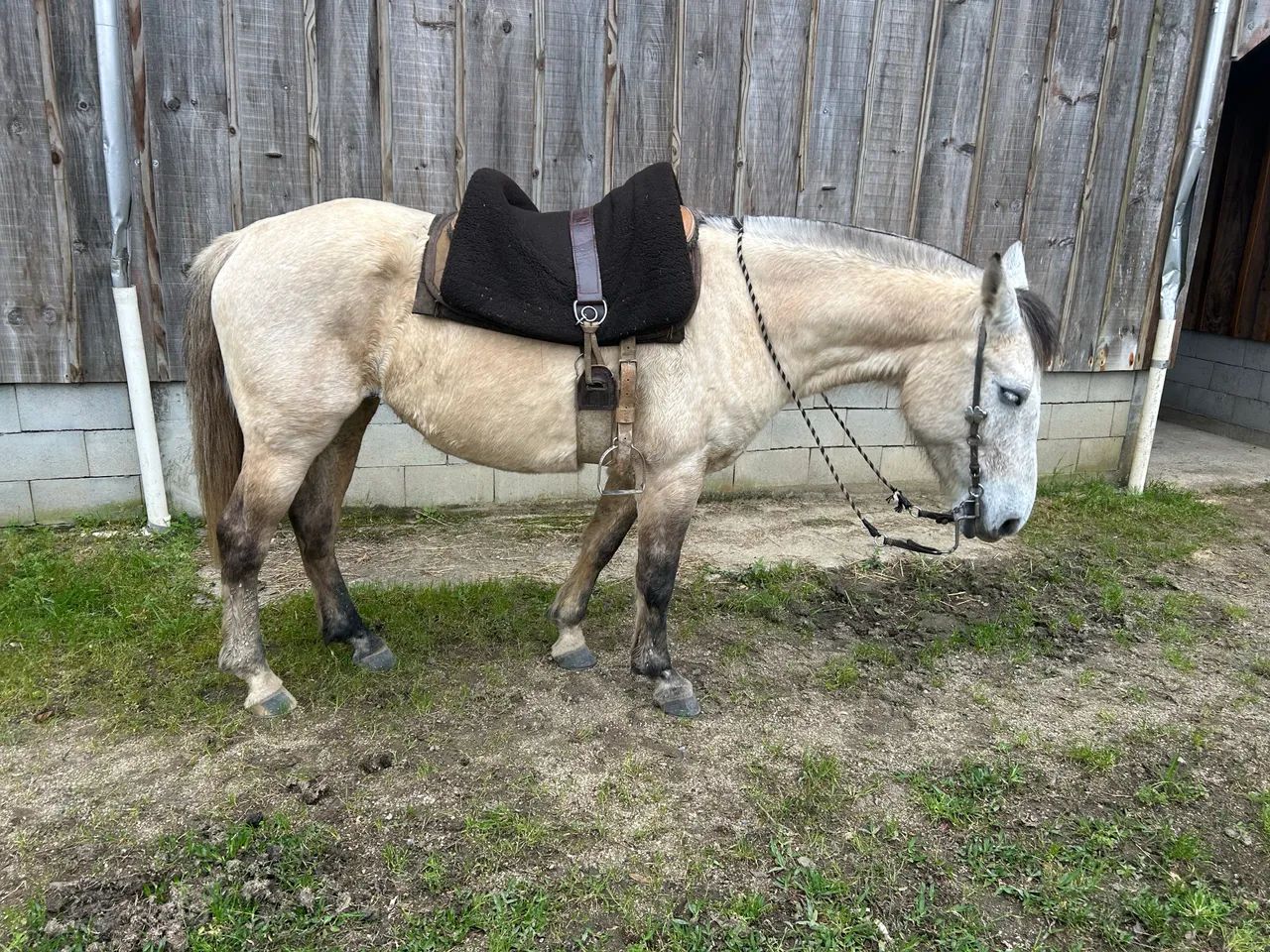 Cavalo  - Foto 3