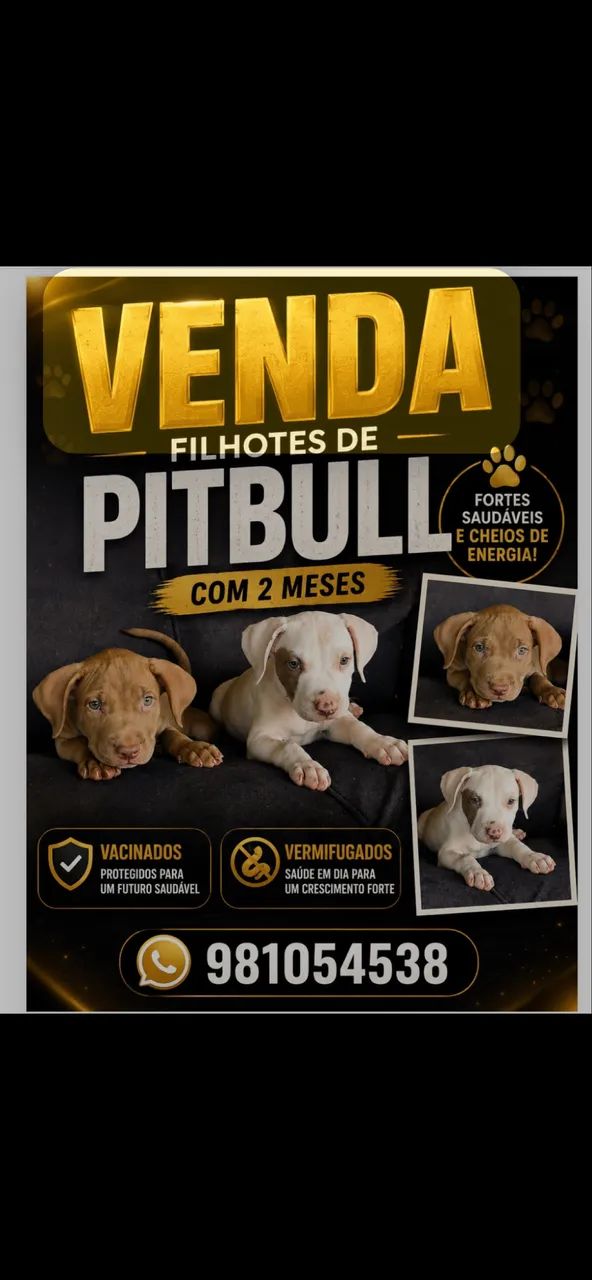 Filhotes de Pitbull 
