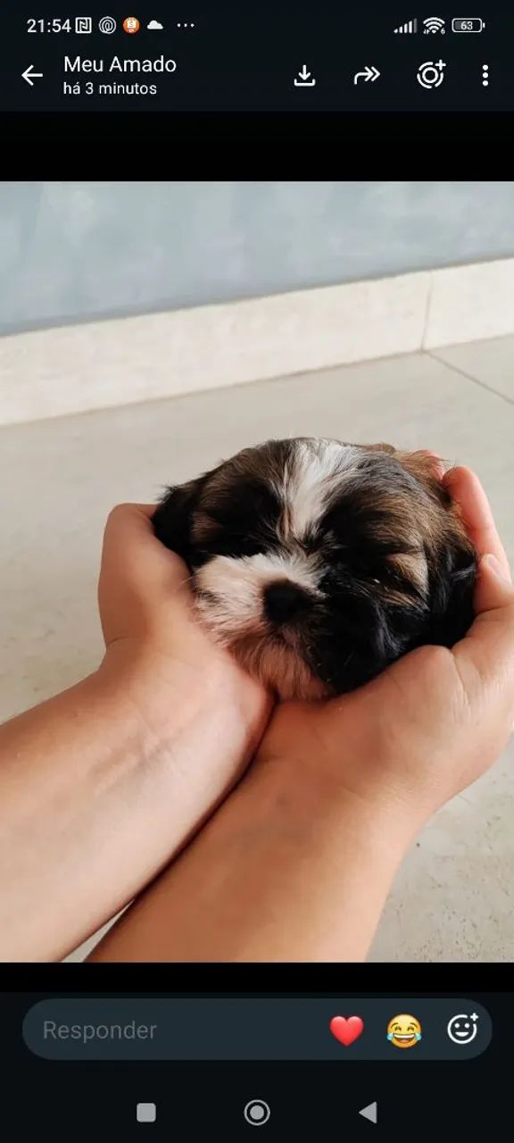 Shih Tzu 