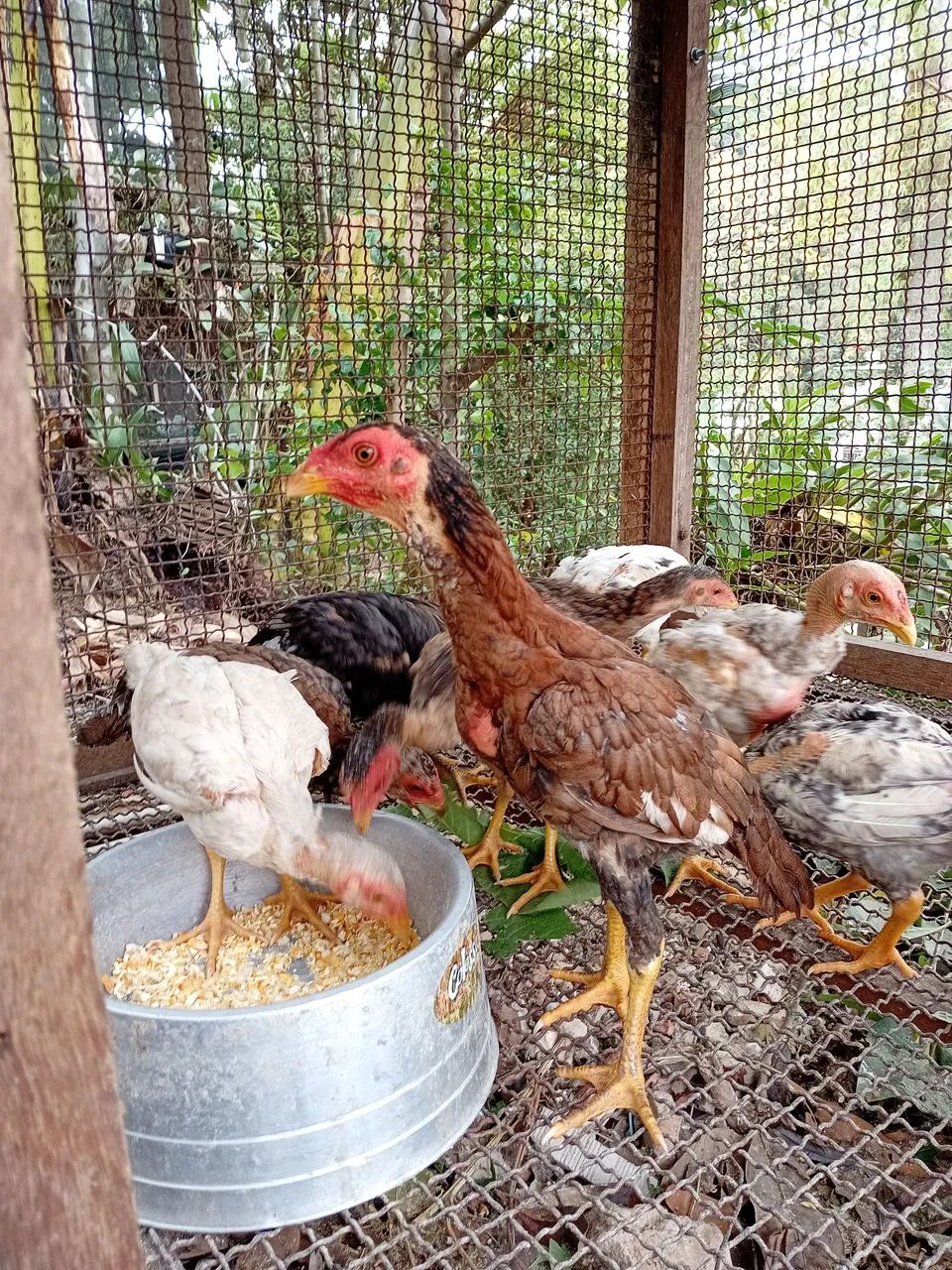 Galinha - Foto 5