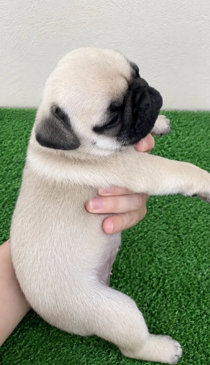Pug Fêmea - Foto 2