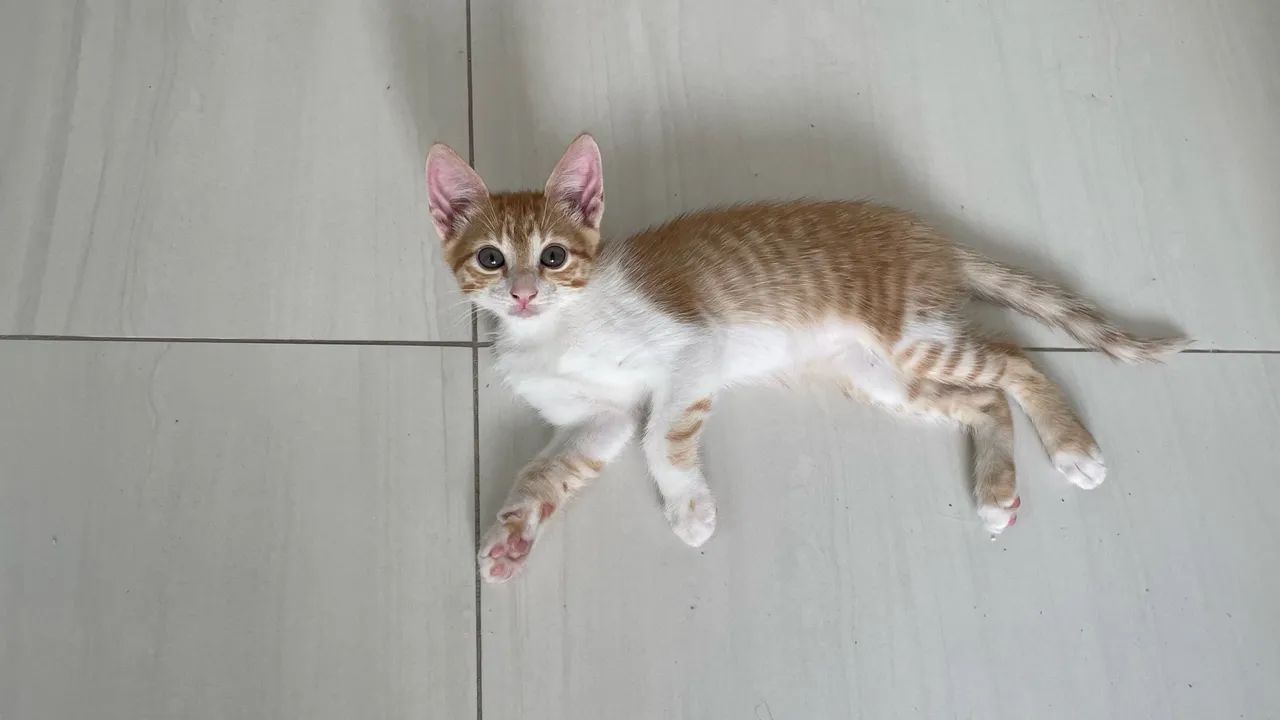 Gatinho macho - Adoção Responsável  - Foto 5