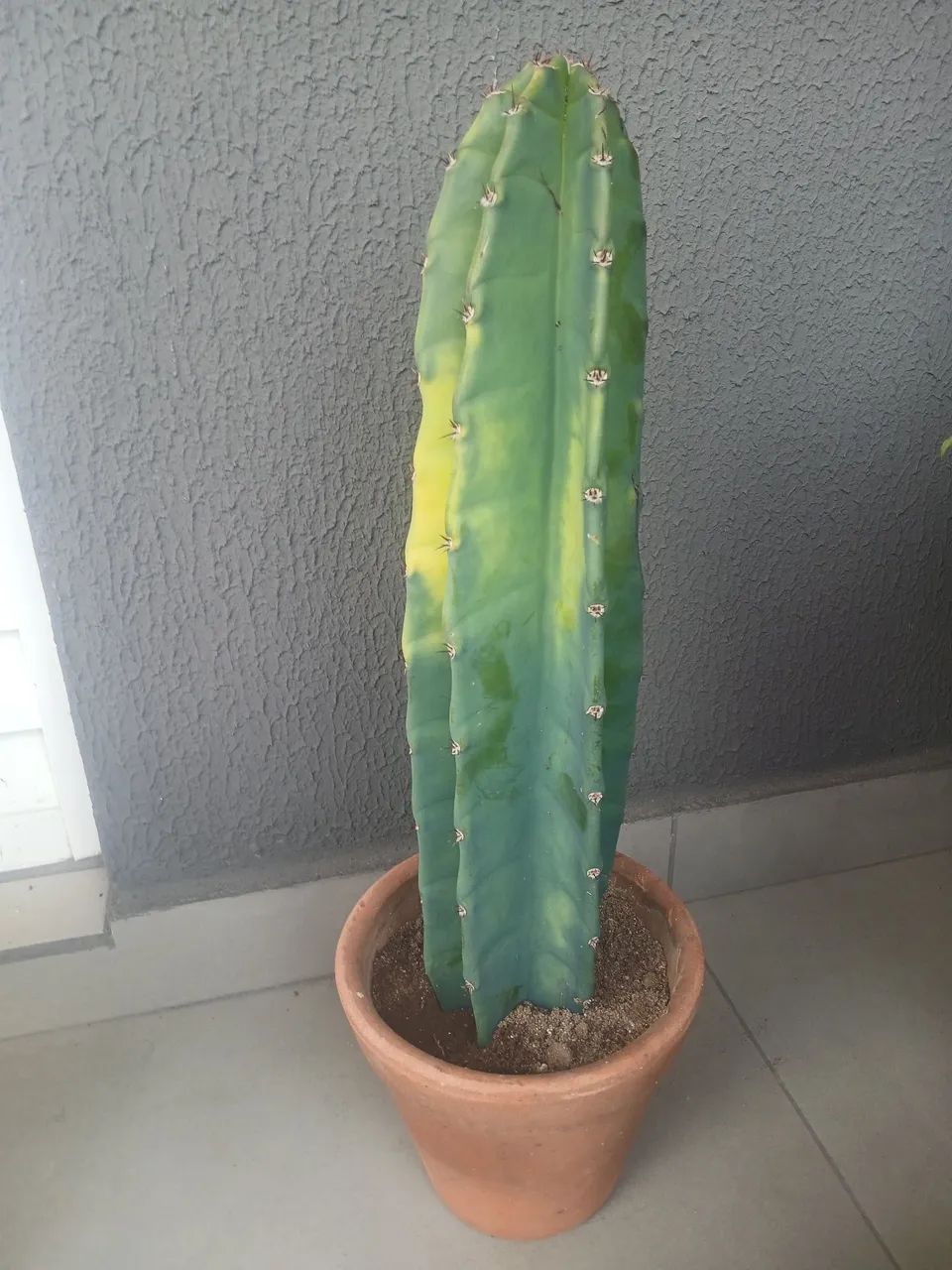 Cacto - Foto 3