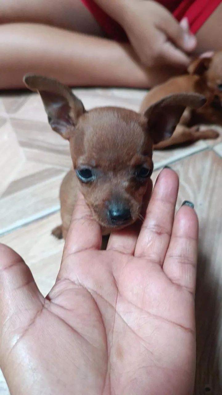 Filhote de pinscher - Foto 3