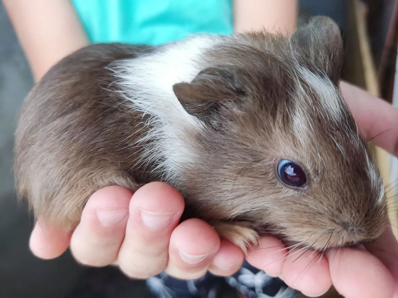 Porquinho Índia  - Foto 3