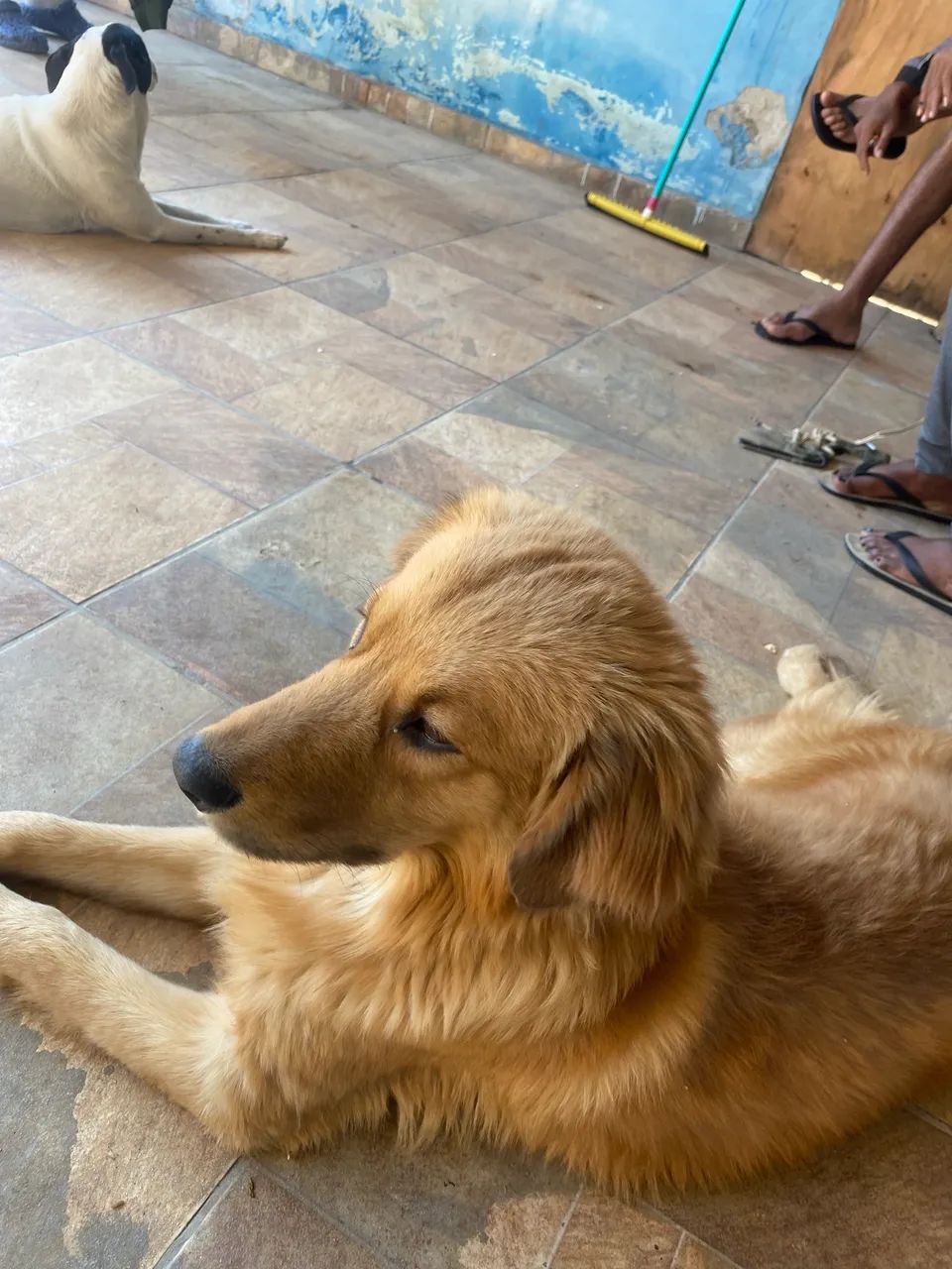 Cão  - Foto 5