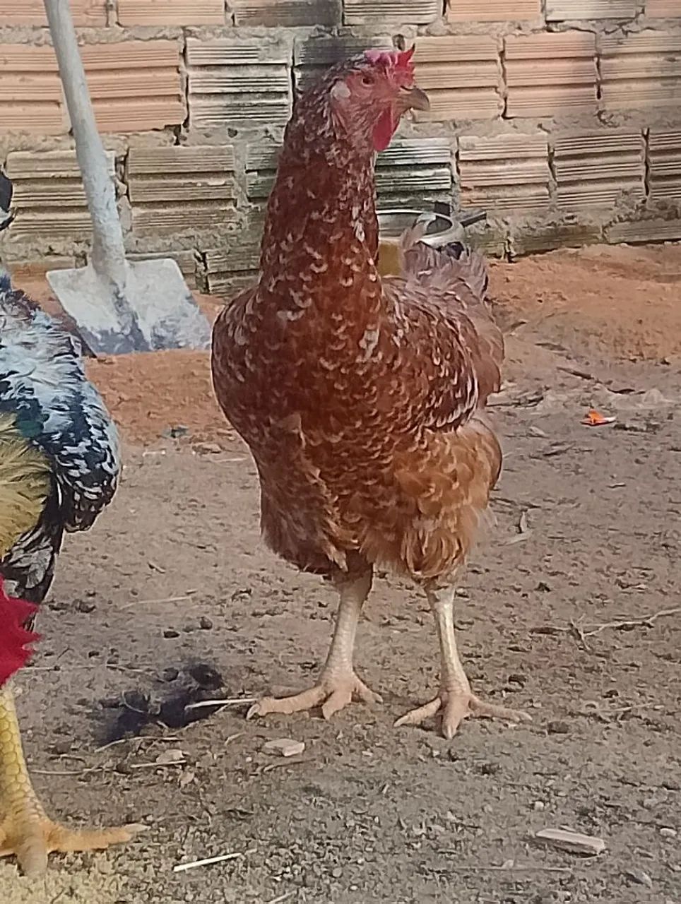 Casal de gsb novo  - Foto 4