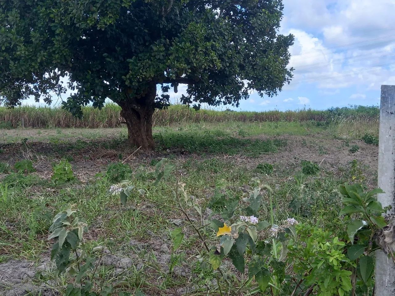 Vendo Terreno plano, maravilhoso, pronto para construir sua casa de campo - Foto 4
