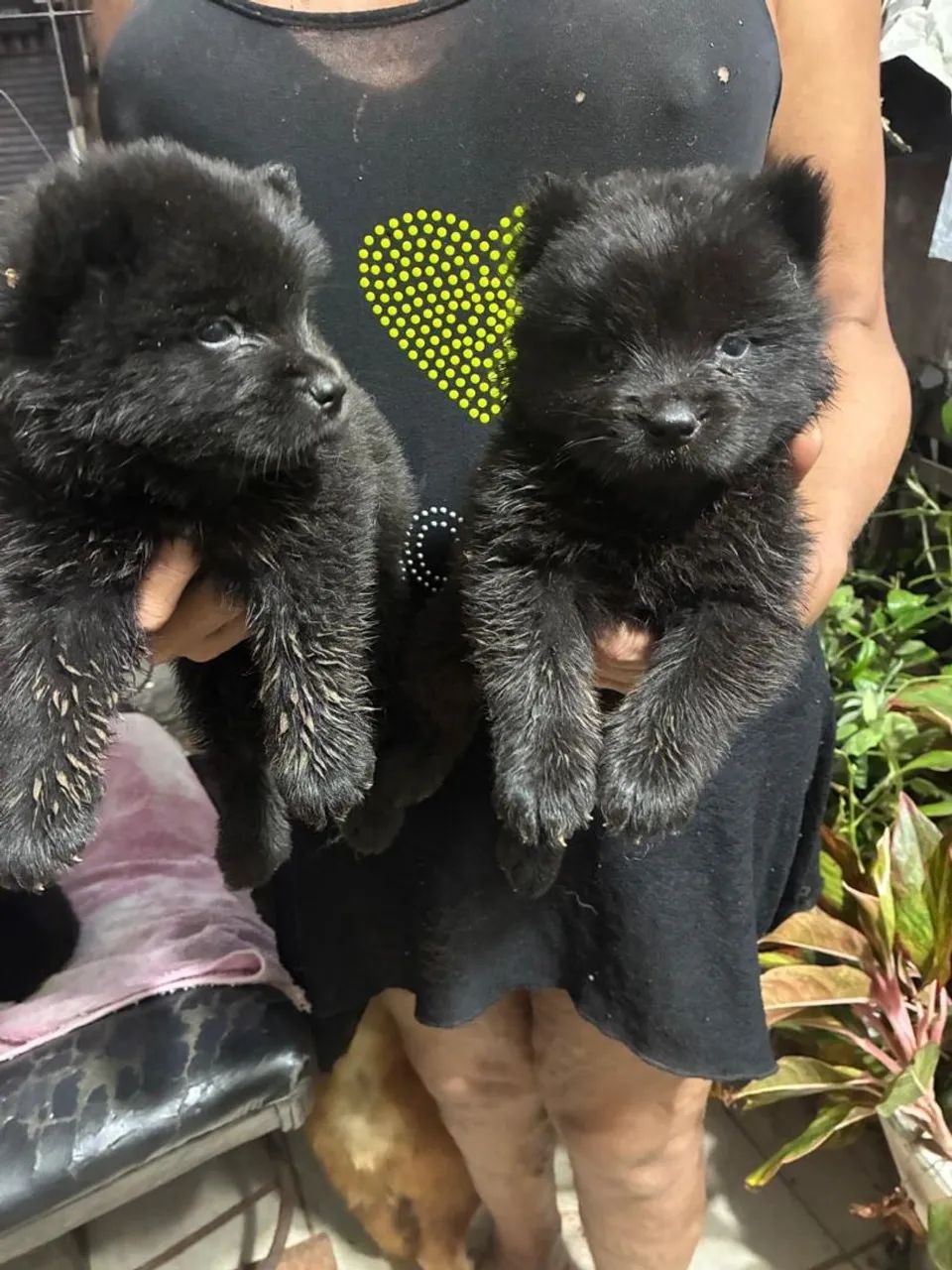 Chow chow - Foto 2