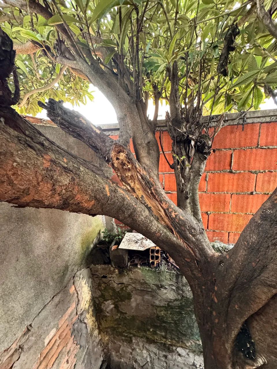 Limpeza  - Foto 2