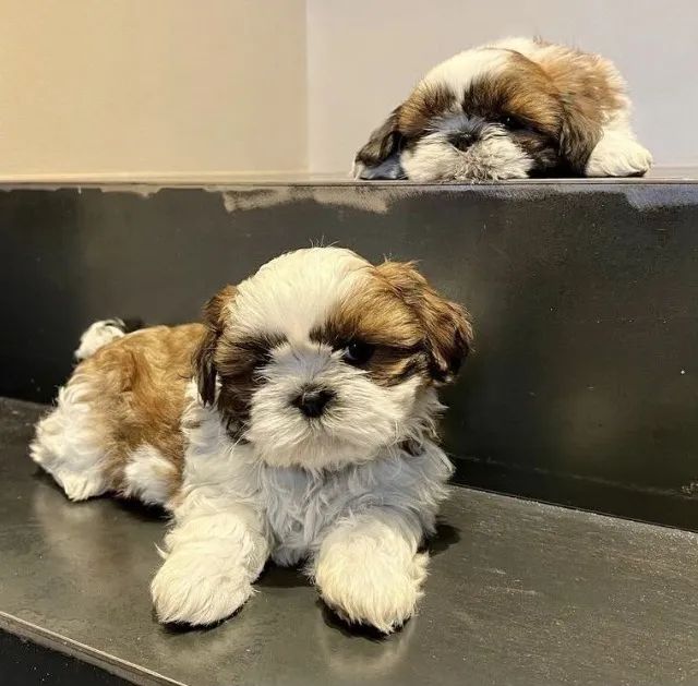 Shih tzu pequeno 