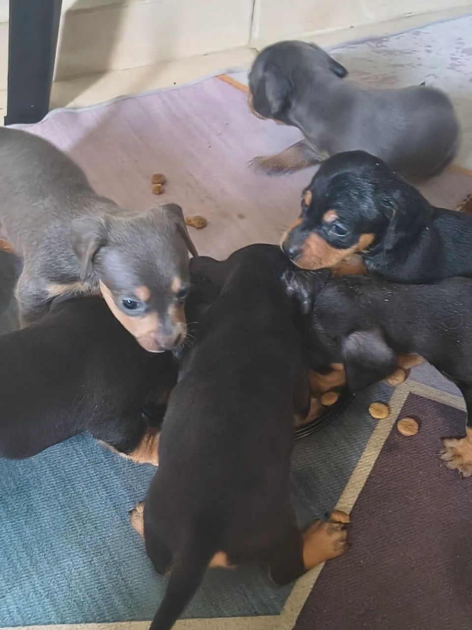 Dachshund (filhotes) - Foto 3