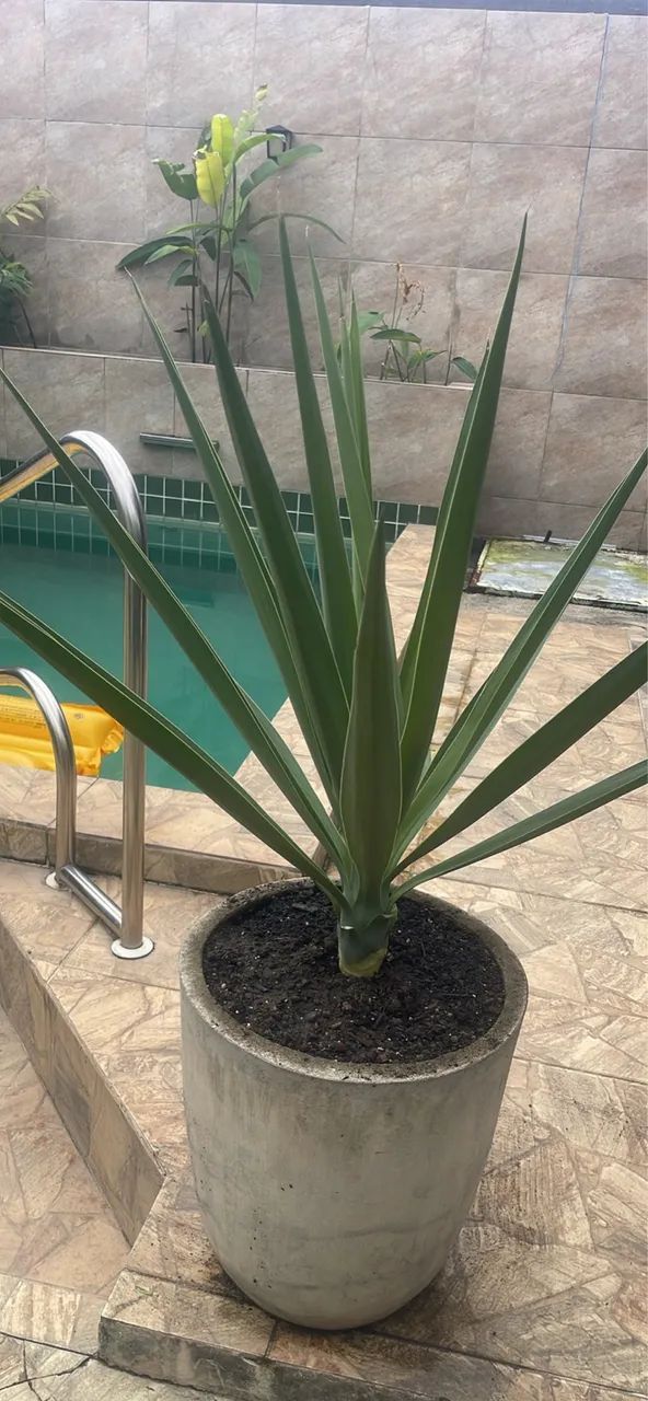 Planta Yuca - Foto 4