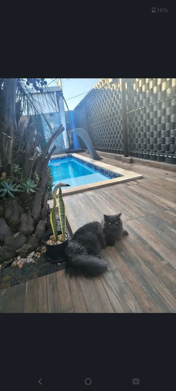 Gata Persa/Angorá  - Foto 3