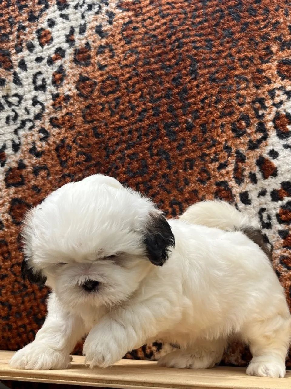 Shih tzu  - Foto 2