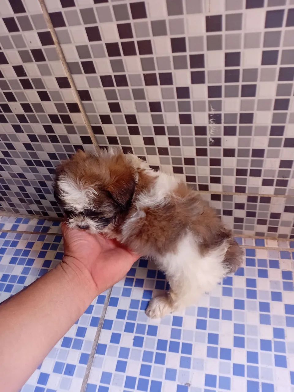 Poodle Shih Tzu  - Foto 2
