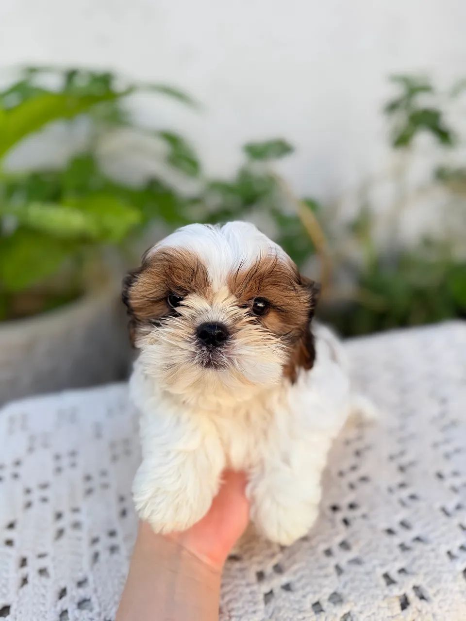 Shih tzu macho  - Foto 2