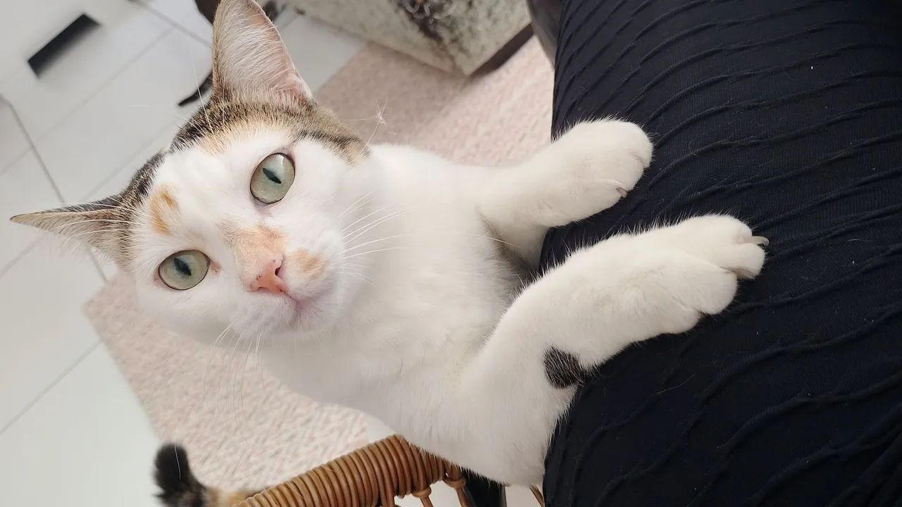 Gatinha castrada para adoção 