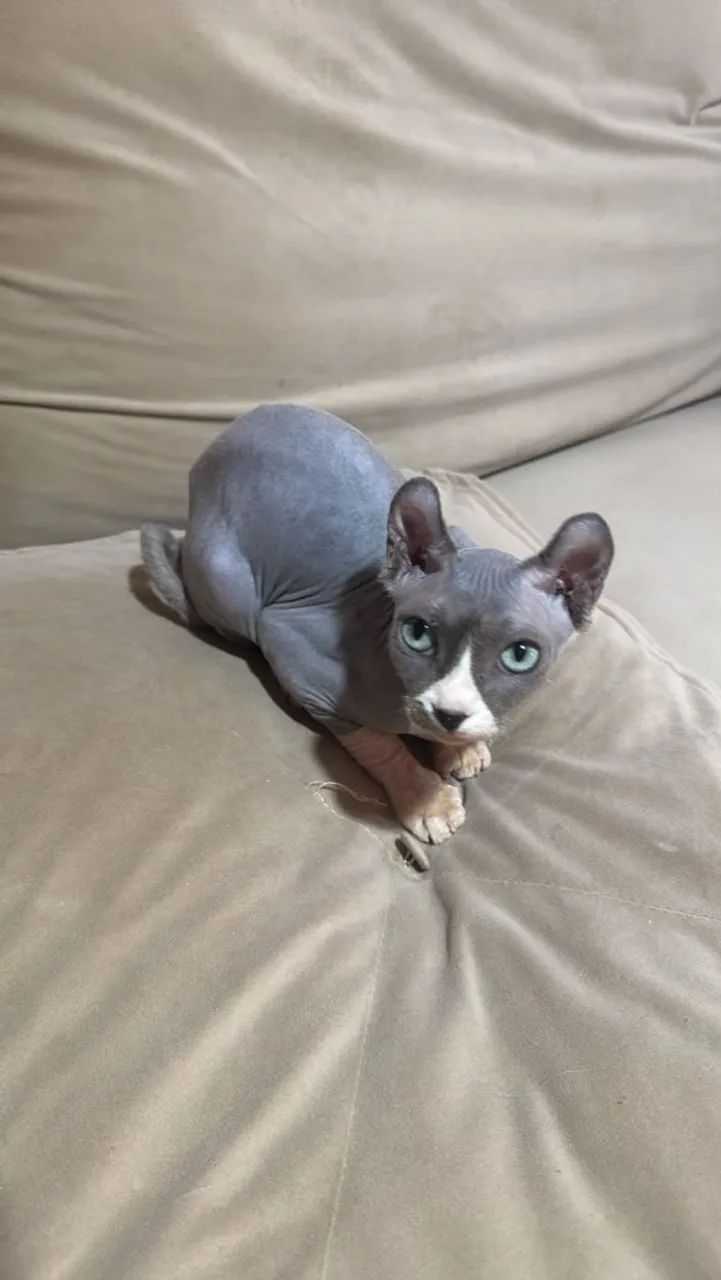 Sphynx elf 