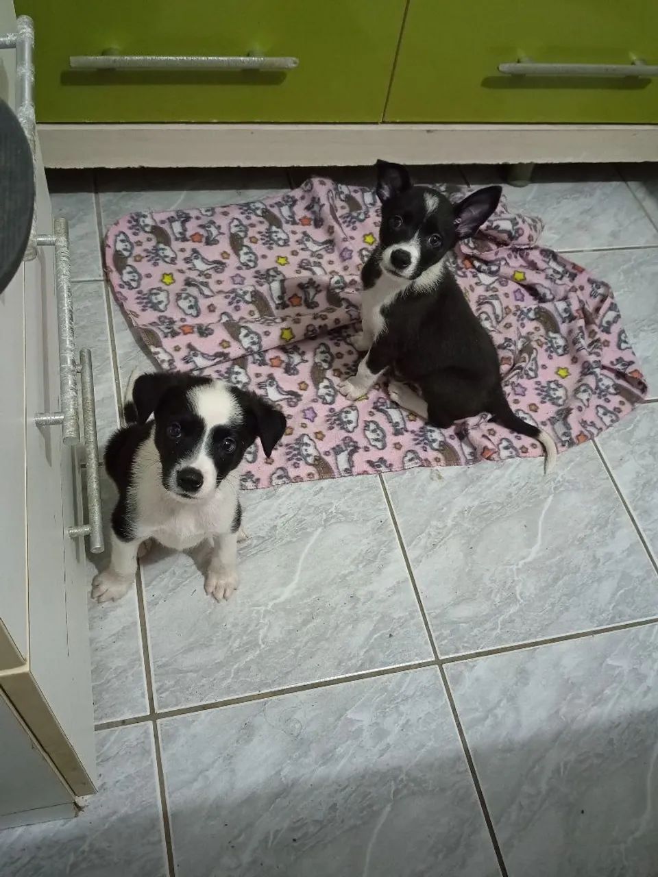 Filhotes de Border Collie  - Foto 2