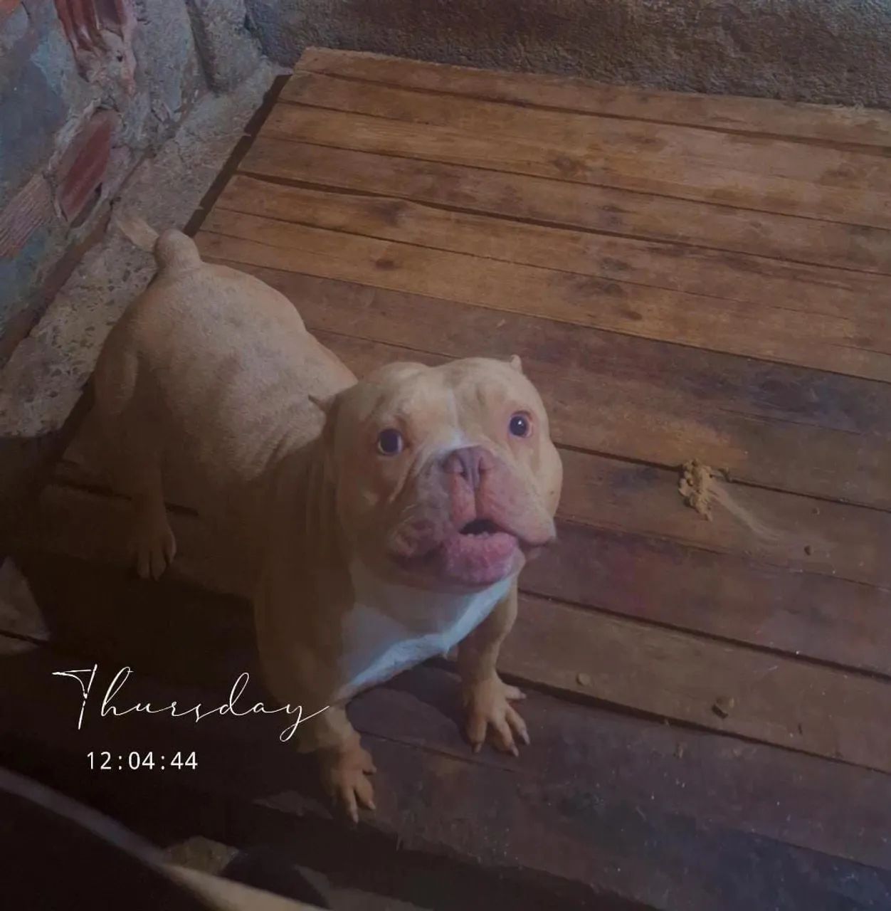 Venda American Bully micro - Foto 2