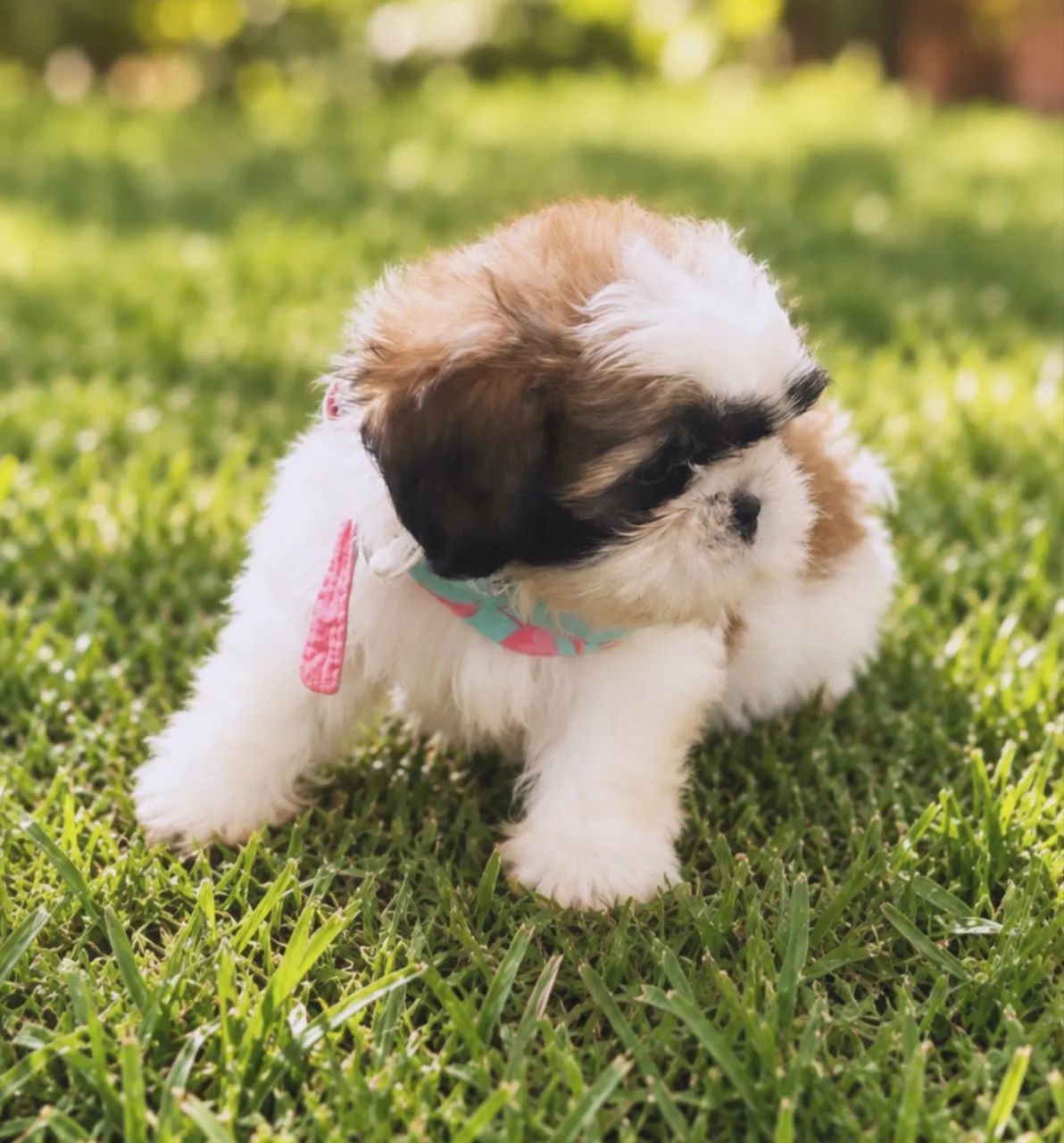 Shihtzu puro - Foto 3