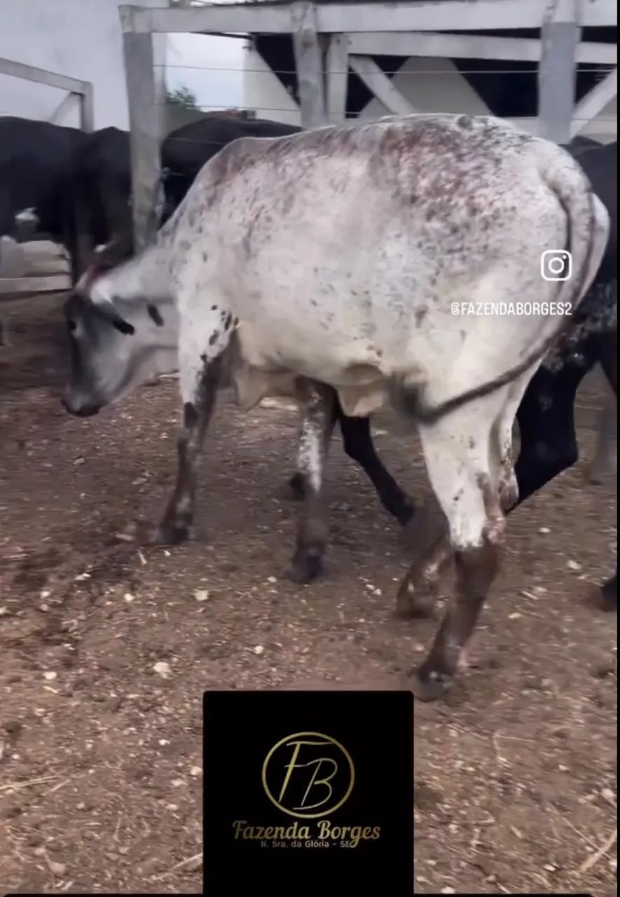 Novilhas girolando  - Foto 5