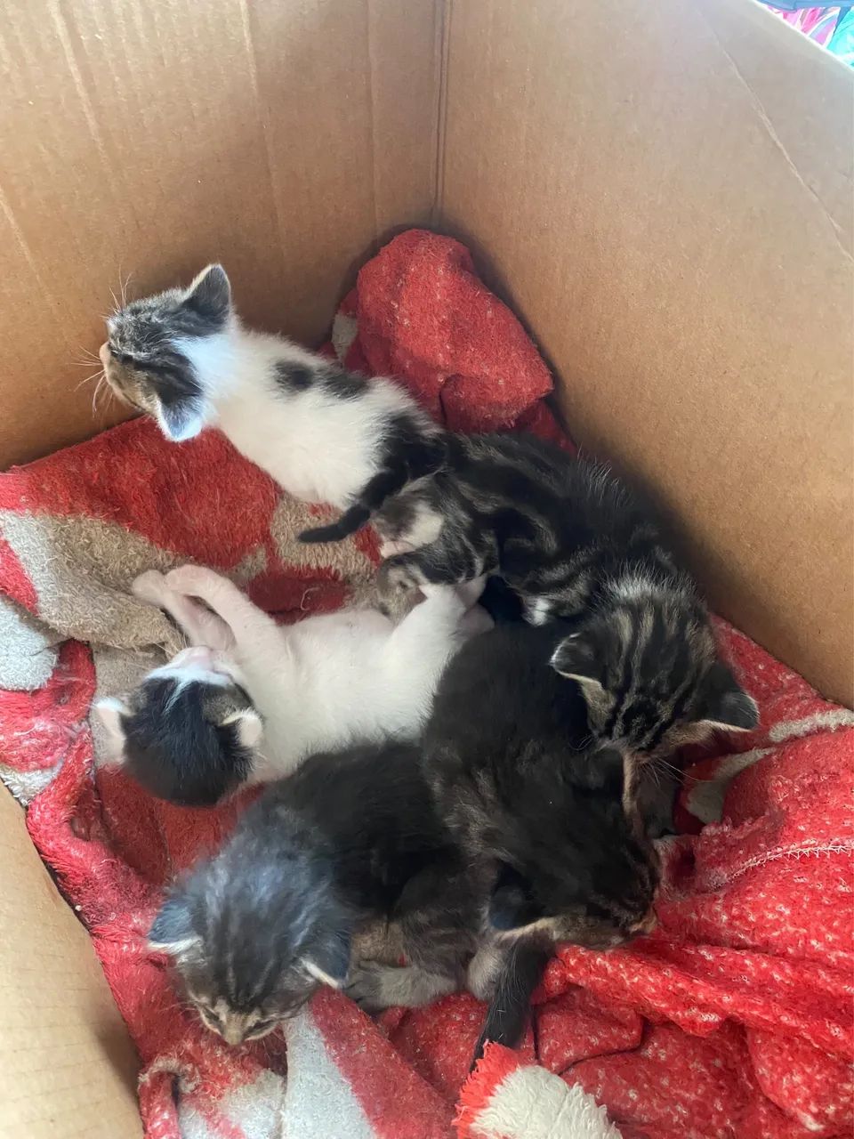 Gatinhos  - Foto 2