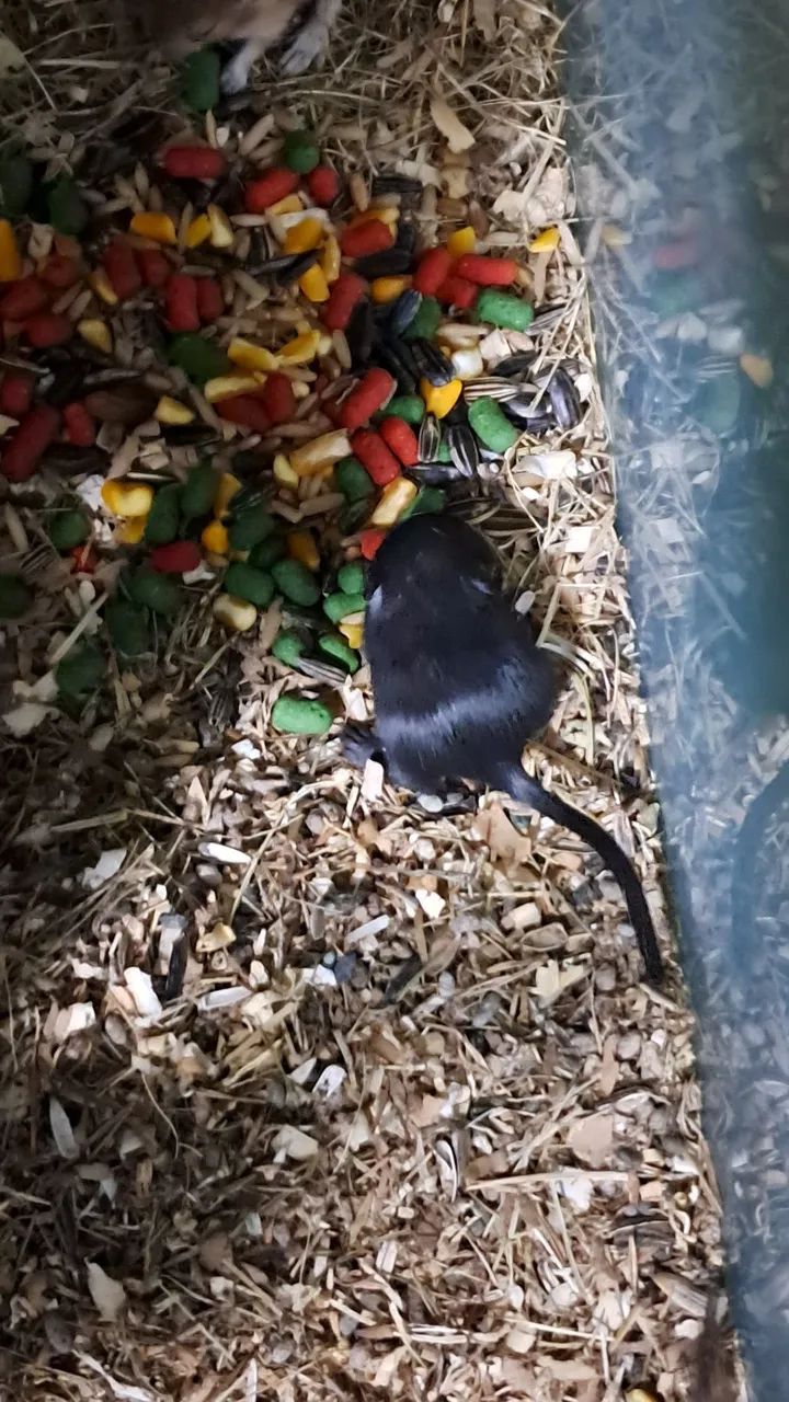 Gerbil ou Esquilo da Mongólia - Foto 4