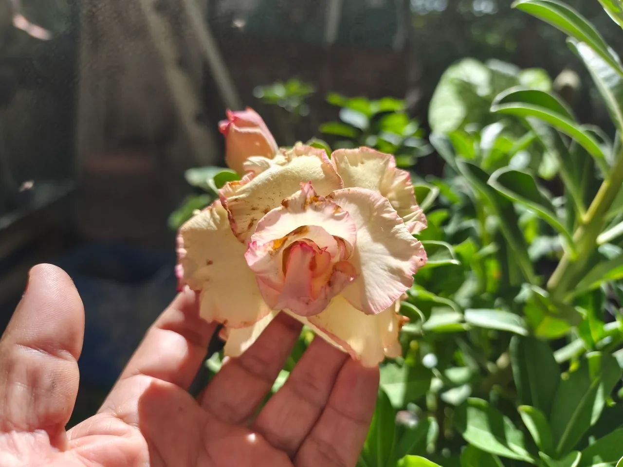 Rosas do deserto floridas - Foto 3