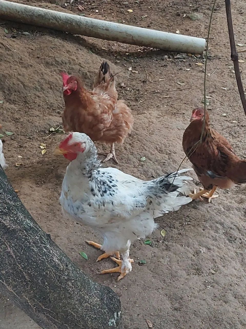 Frangos mestiços GSB - Foto 3