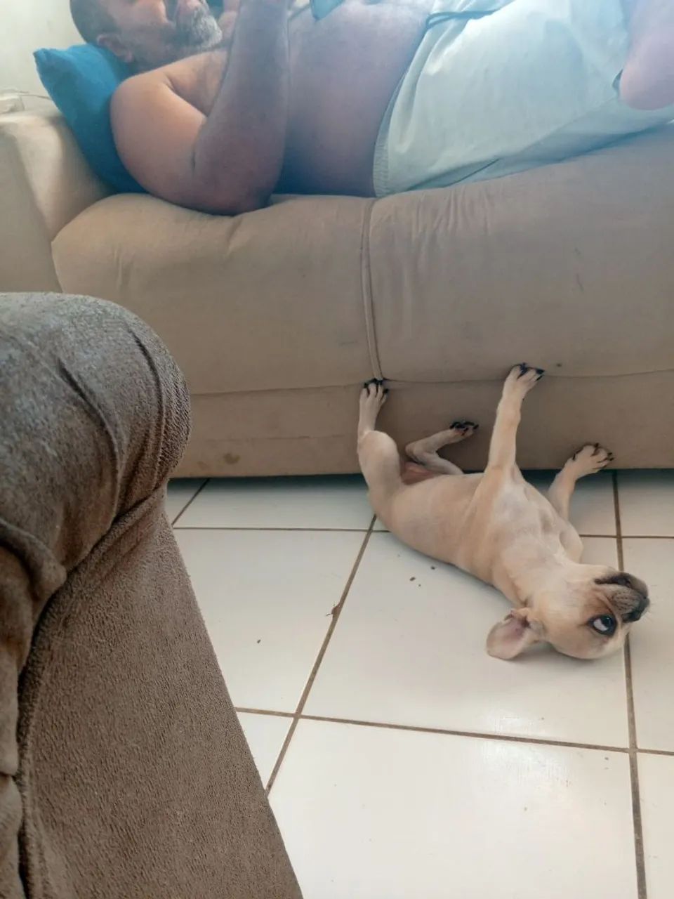 Budog francês 