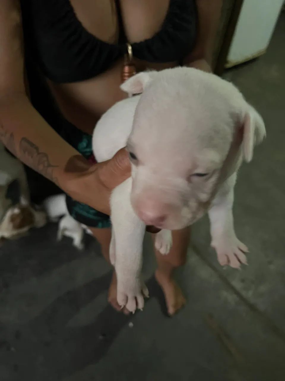 Filhote pitbull puro - Foto 5
