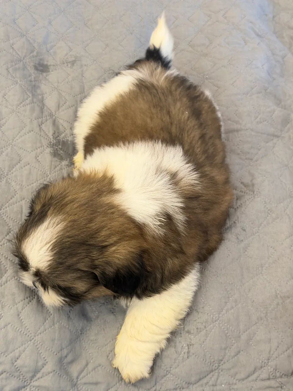 Shihtzu macho - Foto 5