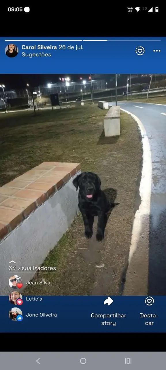 Filhotes de labrador  - Foto 5