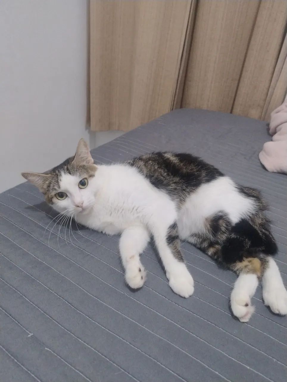 Gato doação  - Foto 4