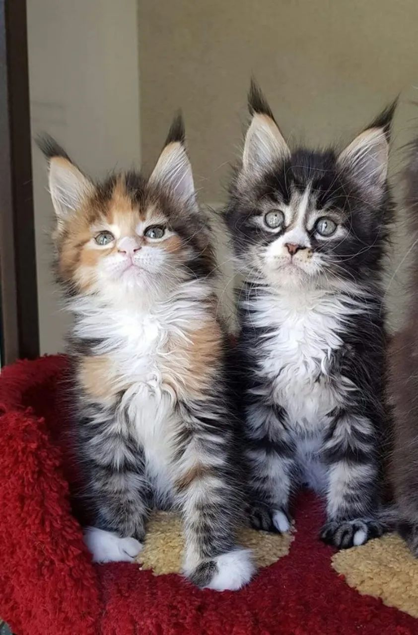 Filhotes Maine Coon  - Foto 4