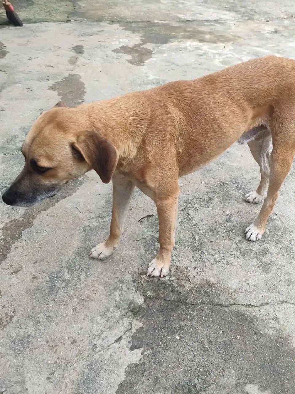 Doação Responsável - Foto 2