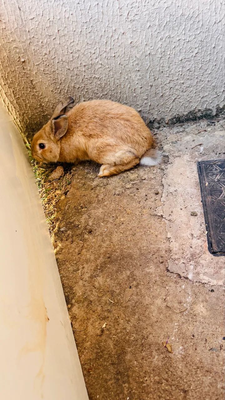 Coelho - Foto 2