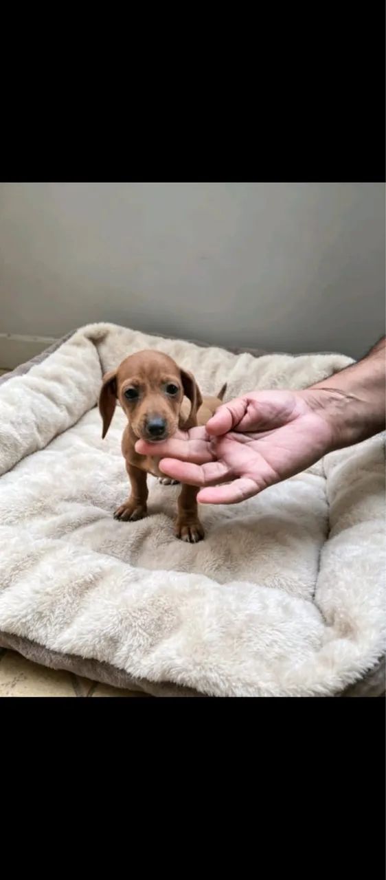 Basset 