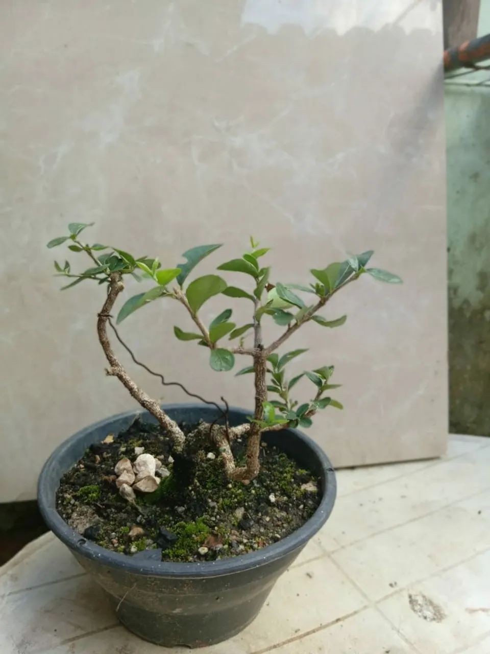 Bonsai pequeno de acerola - Foto 2