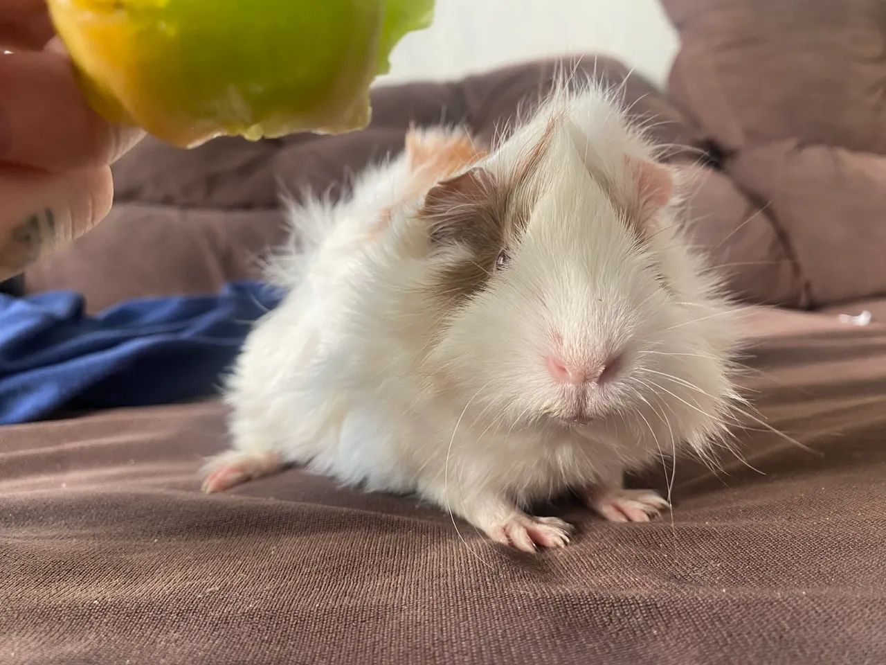 Porquinho da índia peruano