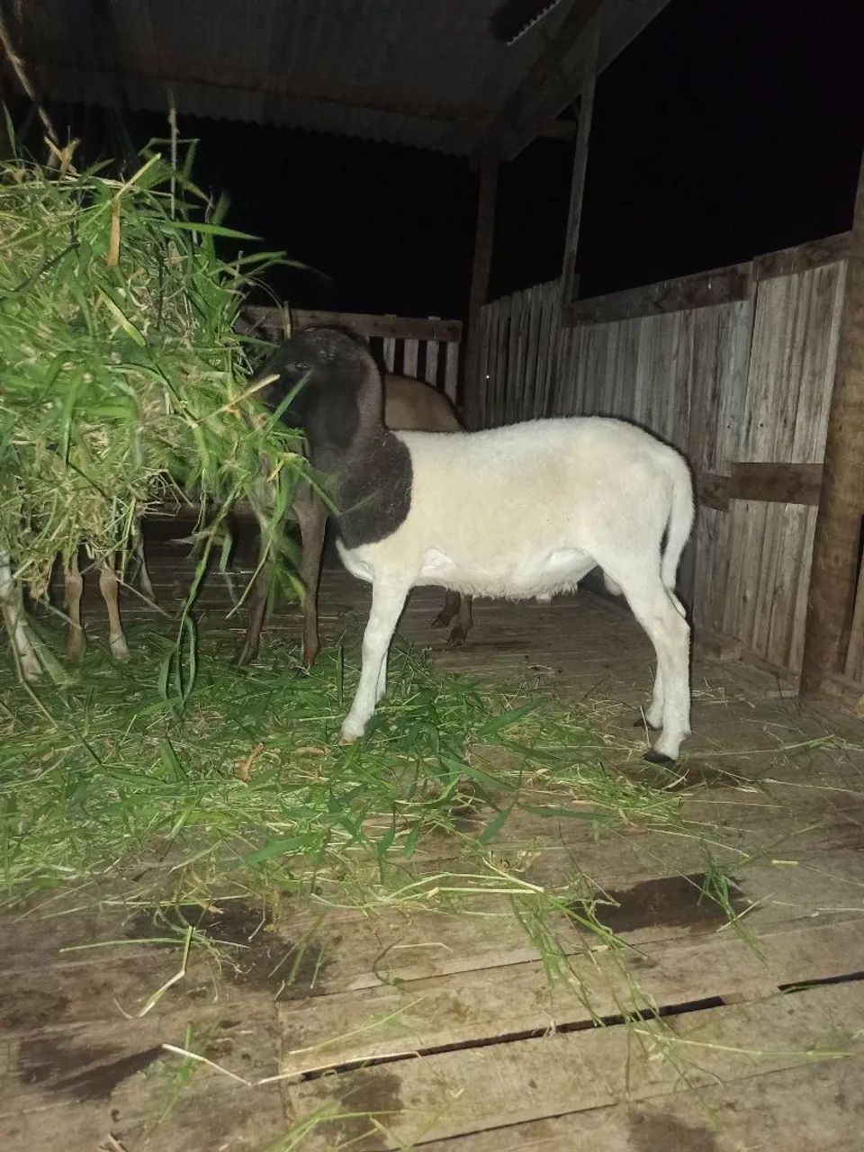 Borrego Dorper