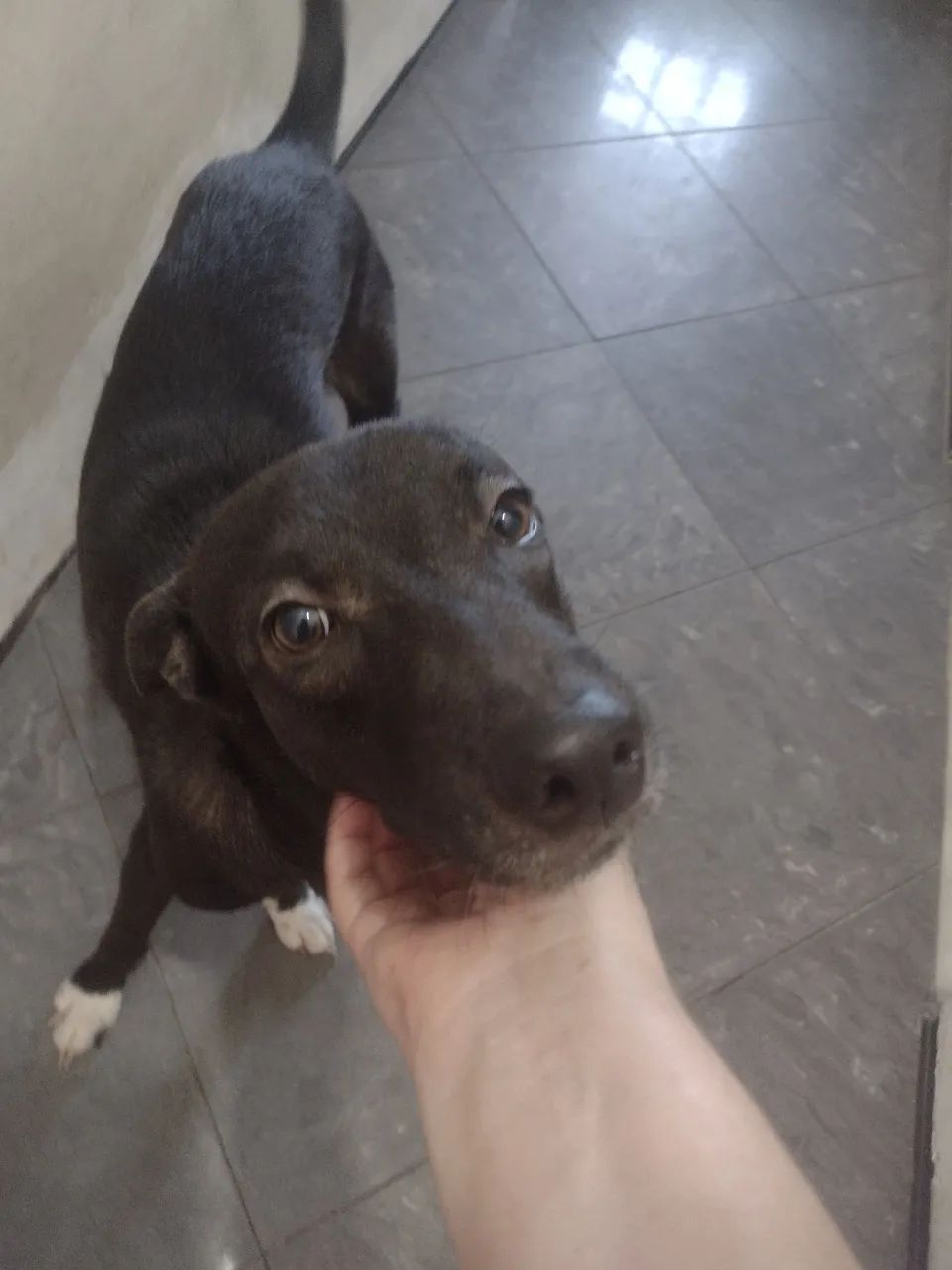 Adoção responsável macho 1 ano - Foto 2
